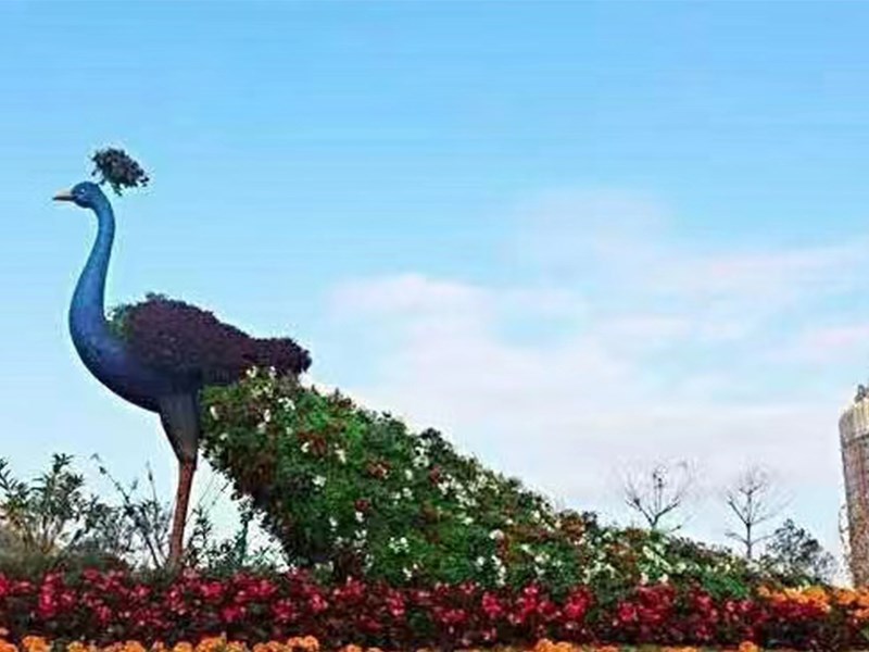 五色草